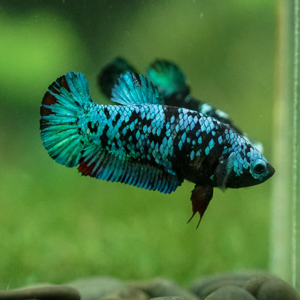 Black Galaxy Koi Plakat (Avatar) - Female- 13 Weeks Old