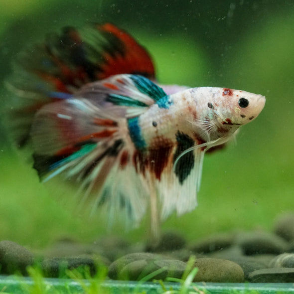 Galaxy/Candy Koi Halfmoon - 13 weeks old