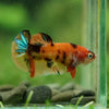 Multicolor/ Galaxy Koi Plakat- Female- 13 Weeks Old