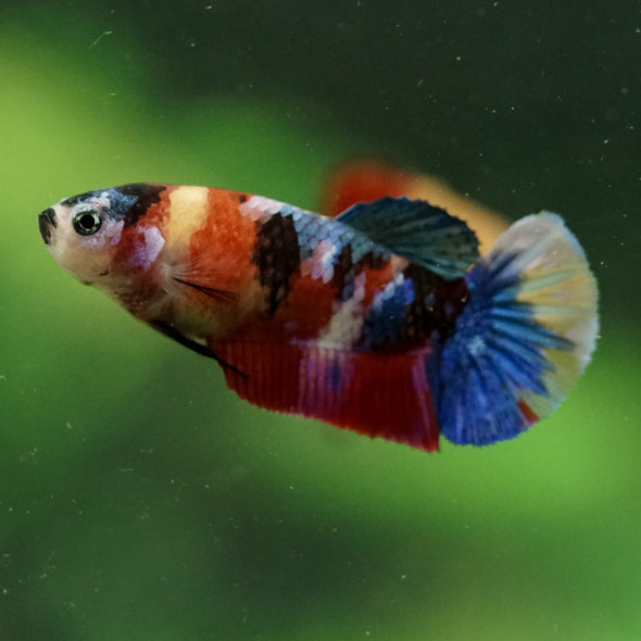Multicolor/ Galaxy Koi Plakat- Female- 13 Weeks Old