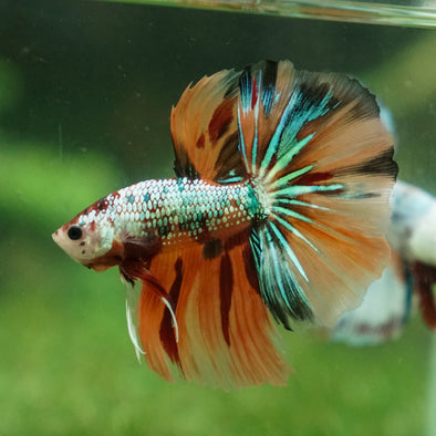 Galaxy Koi Halfmoon - 13 weeks old