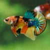 Multicolor/Galaxy Koi Plakat -16 weeks Old