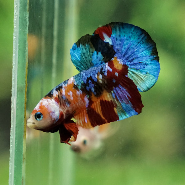 Multicolor/Galaxy Koi Plakat -13 weeks Old