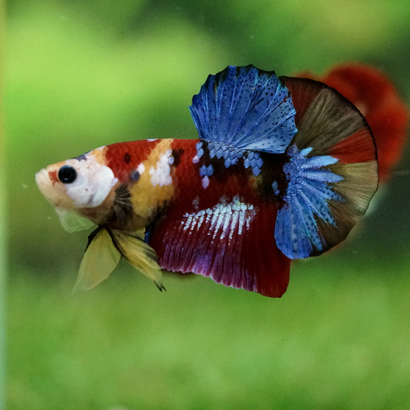 Multicolor/Galaxy Koi Plakat -16 weeks Old