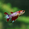 Multicolor/ Galaxy Koi Halfmoon - Female- 13 Weeks Old