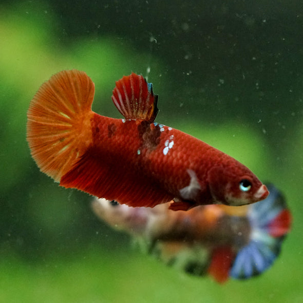 Multicolor/ Galaxy Koi Plakat- Female- 13 Weeks Old