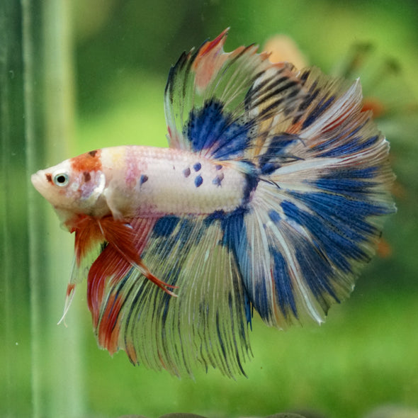 Galaxy/Candy Koi Halfmoon - 13 weeks old