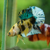 Multicolor/Galaxy Koi Plakat -16 weeks Old