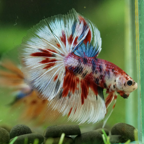 Galaxy/Candy Koi Halfmoon - 14 weeks old