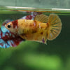 Multicolor/ Galaxy Koi Plakat - Female- 13 Weeks Old