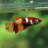 Multicolor/ Galaxy Koi Plakat- Female- 13 Weeks Old