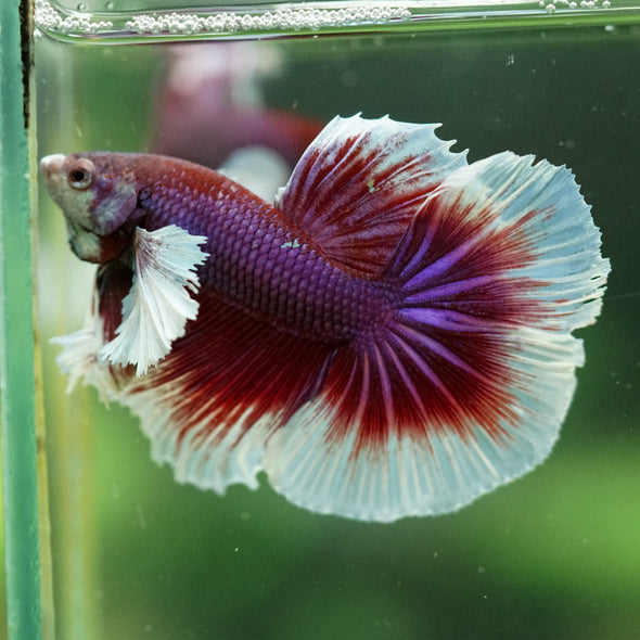 Dumbo Halfmoon - 11 weeks old