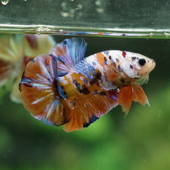 Multicolor/Galaxy Koi Plakat -13 weeks Old