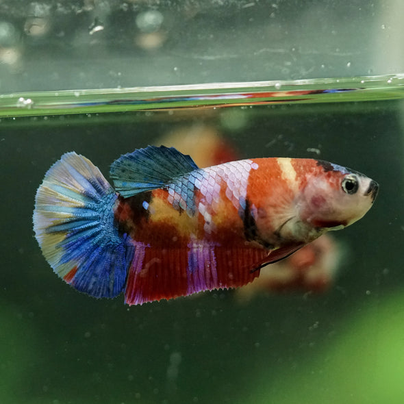 Multicolor/ Galaxy Koi Plakat- Female- 13 Weeks Old