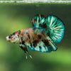 Multicolor/Galaxy Koi Plakat -16 weeks Old