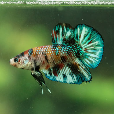 Multicolor/Galaxy Koi Plakat -16 weeks Old