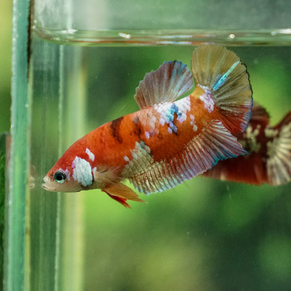 Multicolor/ Galaxy Koi Plakat - Female- 13 Weeks Old