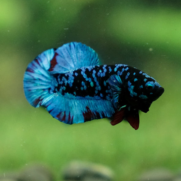 Black Koi Galaxy Plakat (Avatar) -13 weeks Old