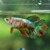 Multicolor/ Galaxy Koi Halfmoon- Female- 13 Weeks Old