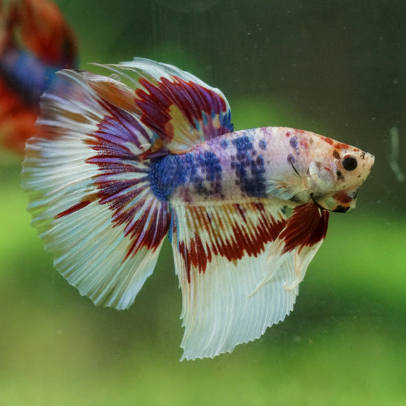 Galaxy/Candy Koi Halfmoon - 14 weeks old