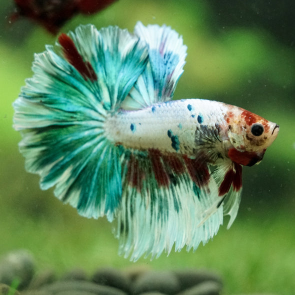 Galaxy/Candy Koi Halfmoon - 14 weeks old