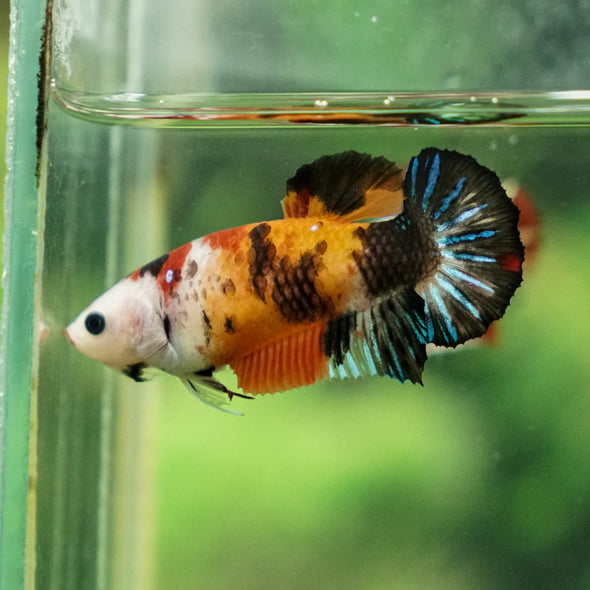 Multicolor/ Galaxy Koi Plakat - Female- 13 Weeks Old