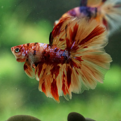 Galaxy/Candy Koi Halfmoon - 14 weeks old
