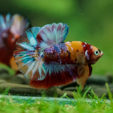 Multicolor/Galaxy Koi Plakat -16 weeks Old