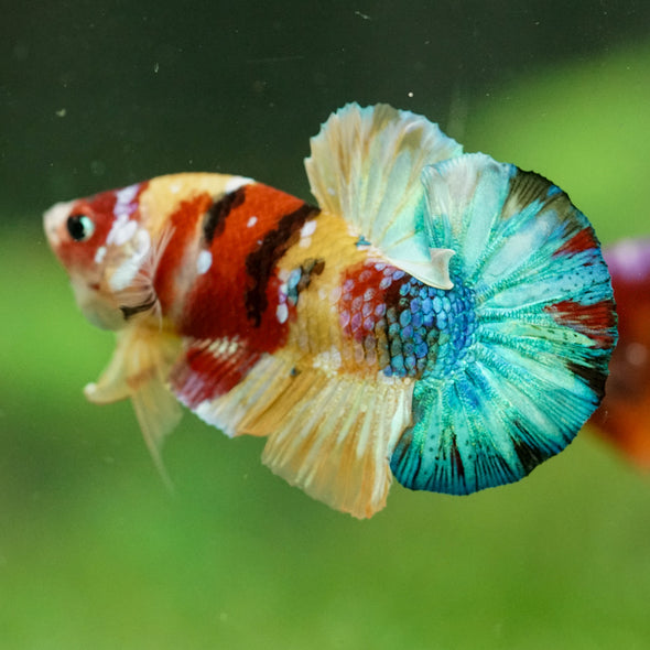 Multicolor/Galaxy Koi Plakat -16 weeks Old