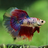 Galaxy/Candy Koi Halfmoon - 11 weeks old