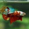 Multicolor/Galaxy Koi Plakat -13 weeks Old