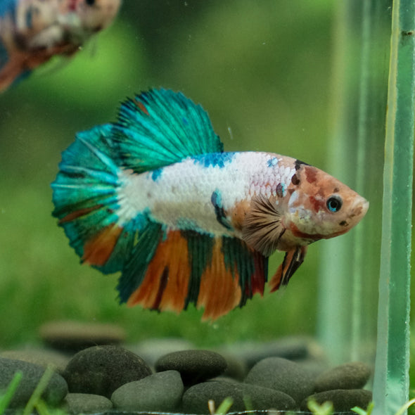 Multicolor/ Galaxy Koi Halfmoon- Female- 13 Weeks Old