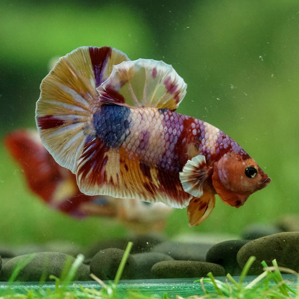 Multicolor/Galaxy Koi Plakat -15 weeks Old