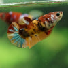 Multicolor/ Galaxy Koi Plakat- Female- 13 Weeks Old