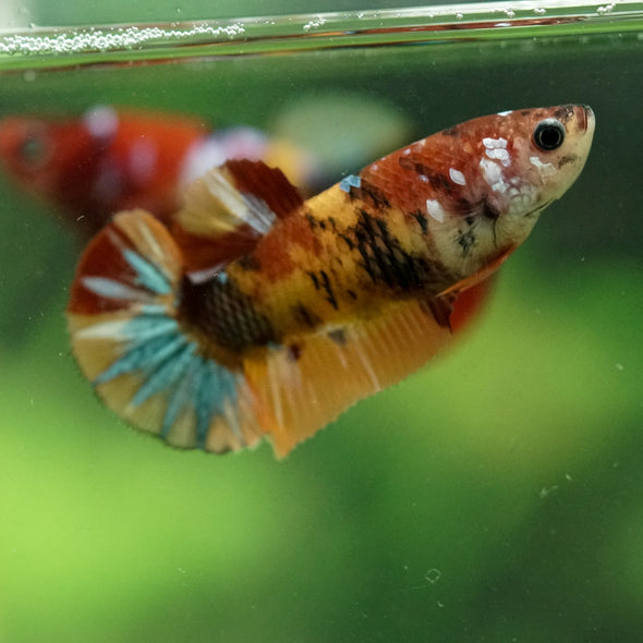 Multicolor/ Galaxy Koi Plakat- Female- 13 Weeks Old