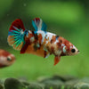 Multicolor/ Galaxy Koi Plakat- Female- 13 Weeks Old