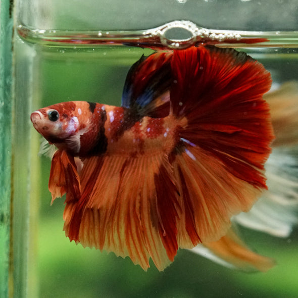 Galaxy/Candy Koi Halfmoon - 14 weeks old