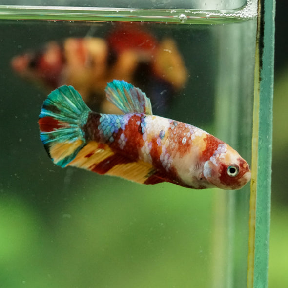 Multicolor/ Galaxy Koi Plakat- Female- 13 Weeks Old