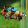 Multicolor/Galaxy Koi Plakat -16 weeks Old