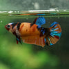 Multicolor/ Galaxy Koi Plakat- Female- 13 Weeks Old