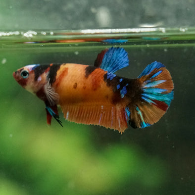 Multicolor/ Galaxy Koi Plakat- Female- 13 Weeks Old