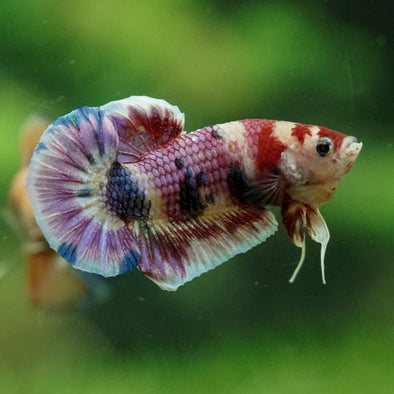 Multicolor/Galaxy Koi Plakat -11 weeks Old