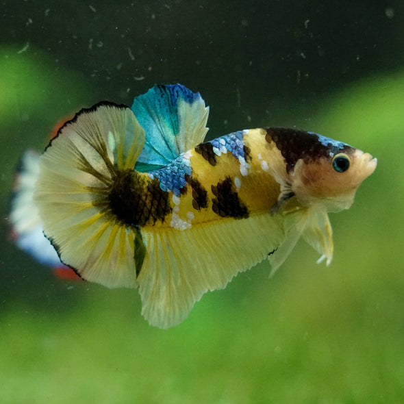 Multicolor/Galaxy Koi Plakat -16 weeks Old