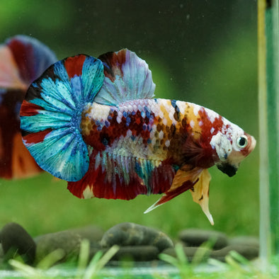 Multicolor/Galaxy Koi Plakat -16 weeks Old