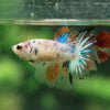 Multicolor/ Galaxy Koi Halfmoon- Female- 13 Weeks Old