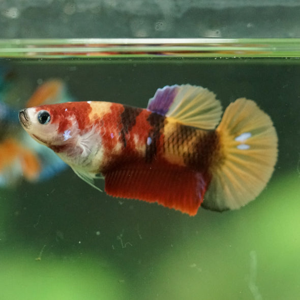 Multicolor/ Galaxy Koi Plakat- Female- 13 Weeks Old