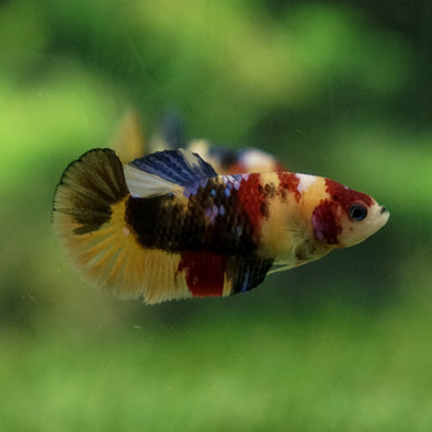 Multicolor/ Galaxy Koi Plakat - Female- 13 Weeks Old