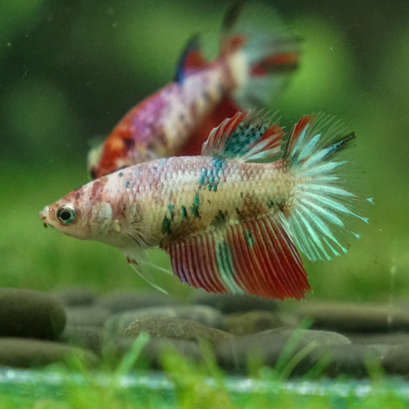 Multicolor/ Galaxy Koi Halfmoon - Female- 13 Weeks Old