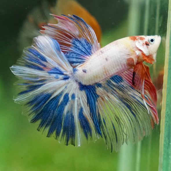 Galaxy/Candy Koi Halfmoon - 13 weeks old