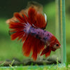 Galaxy/Candy Koi Halfmoon - 14 weeks old
